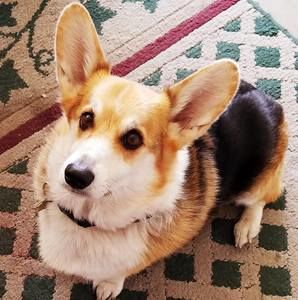 Meet your Posher, Pat